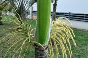<strong>Arecaceae - Dictyosperma album - (Bory) H.Wendl. & Drude ex Scheff.</strong><br />© Sarrailh Jean-Michel / CIRAD