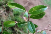 <strong>Myrsinaceae - Embelia angustifolia - (A.DC.) A.DC.</strong><br />© Sarrailh Jean-Michel / CIRAD