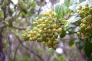 <strong>Myrsinaceae - Embelia angustifolia - (A.DC.) A.DC.</strong><br />© Perroud Annaïg