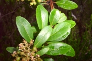 <strong>Myrsinaceae - Embelia angustifolia - (A.DC.) A.DC.</strong><br />© Sarrailh Jean-Michel / CIRAD