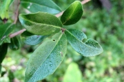 <strong>Myrsinaceae - Embelia angustifolia - (A.DC.) A.DC.</strong><br />© Sarrailh Jean-Michel / CIRAD