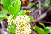 <strong>Myrsinaceae - Embelia angustifolia - (A.DC.) A.DC.</strong><br />© Perroud Annaïg