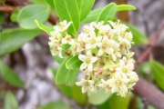<strong>Myrsinaceae - Embelia angustifolia - (A.DC.) A.DC.</strong><br />© Perroud Annaïg