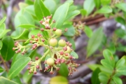 <strong>Myrsinaceae - Embelia angustifolia - (A.DC.) A.DC.</strong><br />© Perroud Annaïg