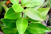 <strong>Myrsinaceae - Embelia angustifolia - (A.DC.) A.DC.</strong><br />© Sarrailh Jean-Michel / CIRAD