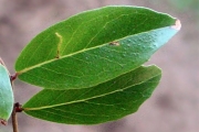 <strong>Myrsinaceae - Embelia angustifolia - (A.DC.) A.DC.</strong><br />© Sarrailh Jean-Michel / CIRAD