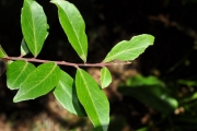 <strong>Myrsinaceae - Embelia angustifolia - (A.DC.) A.DC.</strong><br />© Sarrailh Jean-Michel / CIRAD