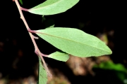 <strong>Myrsinaceae - Embelia angustifolia - (A.DC.) A.DC.</strong><br />© Sarrailh Jean-Michel / CIRAD