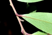 <strong>Myrsinaceae - Embelia angustifolia - (A.DC.) A.DC.</strong><br />© Sarrailh Jean-Michel / CIRAD