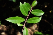 <strong>Myrsinaceae - Embelia angustifolia - (A.DC.) A.DC.</strong><br />© Sarrailh Jean-Michel / CIRAD