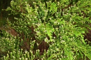 <strong>Ericaceae - Erica arborescens - (Willd.) E.G.H. Oliv.</strong><br />© Sarrailh Jean-Michel / CIRAD