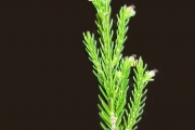 <strong>Ericaceae - Erica arborescens - (Willd.) E.G.H. Oliv.</strong><br />© Sarrailh Jean-Michel / CIRAD