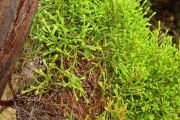 <strong>Ericaceae - Erica arborescens - (Willd.) E.G.H. Oliv.</strong><br />© Sarrailh Jean-Michel / CIRAD