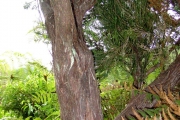 <strong>Ericaceae - Erica arborescens - (Willd.) E.G.H. Oliv.</strong><br />© Sarrailh Jean-Michel / CIRAD
