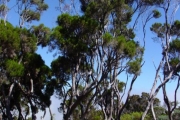 <strong>Ericaceae - Erica arborescens - (Willd.) E.G.H. Oliv.</strong><br />© Sarrailh Jean-Michel / CIRAD