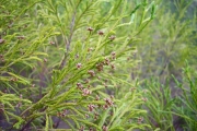 <strong>Ericaceae - Erica arborescens - (Willd.) E.G.H. Oliv.</strong><br />© Perroud Annaïg