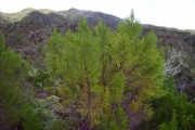 <strong>Ericaceae - Erica arborescens - (Willd.) E.G.H. Oliv.</strong><br />© Perroud Annaïg
