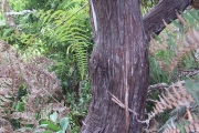 <strong>Ericaceae - Erica arborescens - (Willd.) E.G.H. Oliv.</strong><br />© Sarrailh Jean-Michel / CIRAD