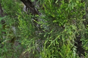 <strong>Ericaceae - Erica arborescens - (Willd.) E.G.H. Oliv.</strong><br />© Sarrailh Jean-Michel / CIRAD