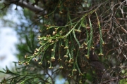 <strong>Ericaceae - Erica arborescens - (Willd.) E.G.H. Oliv.</strong><br />© Sarrailh Jean-Michel / CIRAD