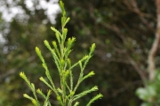 <strong>Ericaceae - Erica arborescens - (Willd.) E.G.H. Oliv.</strong><br />© Sarrailh Jean-Michel / CIRAD