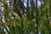 <strong>Ericaceae - Erica arborescens - (Willd.) E.G.H. Oliv.</strong><br />© Sarrailh Jean-Michel / CIRAD