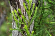 <strong>Ericaceae - Erica arborescens - (Willd.) E.G.H. Oliv.</strong><br />© Sarrailh Jean-Michel / CIRAD