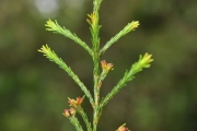 <strong>Ericaceae - Erica arborescens - (Willd.) E.G.H. Oliv.</strong><br />© Sarrailh Jean-Michel / CIRAD