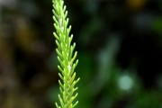 <strong>Ericaceae - Erica arborescens - (Willd.) E.G.H. Oliv.</strong><br />© Sarrailh Jean-Michel / CIRAD