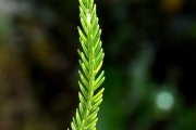 <strong>Ericaceae - Erica arborescens - (Willd.) E.G.H. Oliv.</strong><br />© Sarrailh Jean-Michel / CIRAD