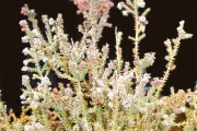 <strong>Ericaceae - Erica galioides - Lam.</strong><br />© Sarrailh Jean-Michel / CIRAD