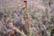 <strong>Ericaceae - Erica galioides - Lam.</strong><br />© Perroud Annaïg