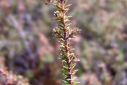 <strong>Ericaceae - Erica galioides - Lam.</strong><br />© Perroud Annaïg