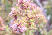 <strong>Ericaceae - Erica galioides - Lam.</strong><br />© Perroud Annaïg