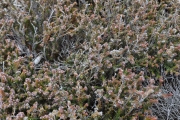 <strong>Ericaceae - Erica galioides - Lam.</strong><br />© Sarrailh Jean-Michel / CIRAD