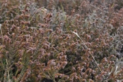 <strong>Ericaceae - Erica galioides - Lam.</strong><br />© Sarrailh Jean-Michel / CIRAD