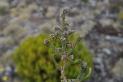 <strong>Ericaceae - Erica galioides - Lam.</strong><br />© Sarrailh Jean-Michel / CIRAD