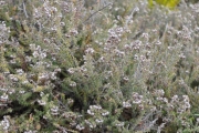 <strong>Ericaceae - Erica galioides - Lam.</strong><br />© Sarrailh Jean-Michel / CIRAD