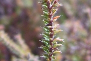 <strong>Ericaceae - Erica galioides - Lam.</strong><br />© Perroud Annaïg