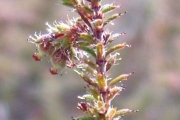 <strong>Ericaceae - Erica galioides - Lam.</strong><br />© Perroud Annaïg