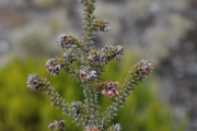 <strong>Ericaceae - Erica galioides - Lam.</strong><br />© Sarrailh Jean-Michel / CIRAD