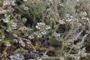 <strong>Ericaceae - Erica galioides - Lam.</strong><br />© Sarrailh Jean-Michel / CIRAD