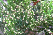 <strong>Ericaceae - Erica reunionensis - E.G.H.Oliv.</strong><br />© Sarrailh Jean-Michel / CIRAD