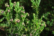 <strong>Ericaceae - Erica reunionensis - E.G.H.Oliv.</strong><br />© Sarrailh Jean-Michel / CIRAD