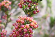 <strong>Ericaceae - Erica reunionensis - E.G.H.Oliv.</strong><br />© Perroud Annaïg