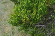 <strong>Ericaceae - Erica reunionensis - E.G.H.Oliv.</strong><br />© Sarrailh Jean-Michel / CIRAD