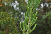 <strong>Ericaceae - Erica reunionensis - E.G.H.Oliv.</strong><br />© Sarrailh Jean-Michel / CIRAD