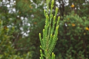<strong>Ericaceae - Erica reunionensis - E.G.H.Oliv.</strong><br />© Sarrailh Jean-Michel / CIRAD