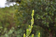 <strong>Ericaceae - Erica reunionensis - E.G.H.Oliv.</strong><br />© Sarrailh Jean-Michel / CIRAD