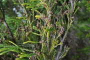 <strong>Ericaceae - Erica reunionensis - E.G.H.Oliv.</strong><br />© Sarrailh Jean-Michel / CIRAD